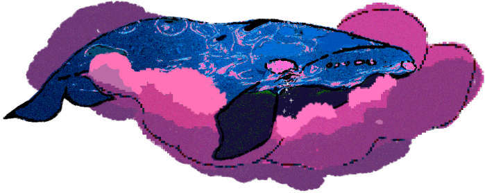 whale floating on a cloud